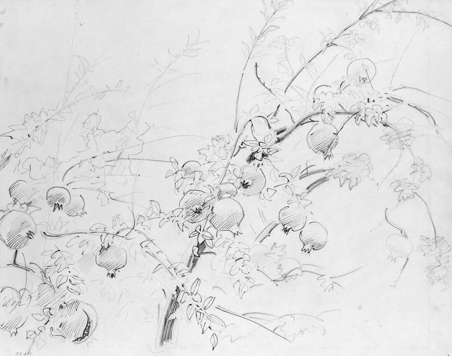 Pomegranates - John Singer Sargent