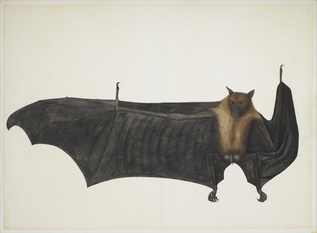 Bhawani Das, Great Indian Fruit Bat, ca. 1777–82, The Metropolitan Museum of Art, New York