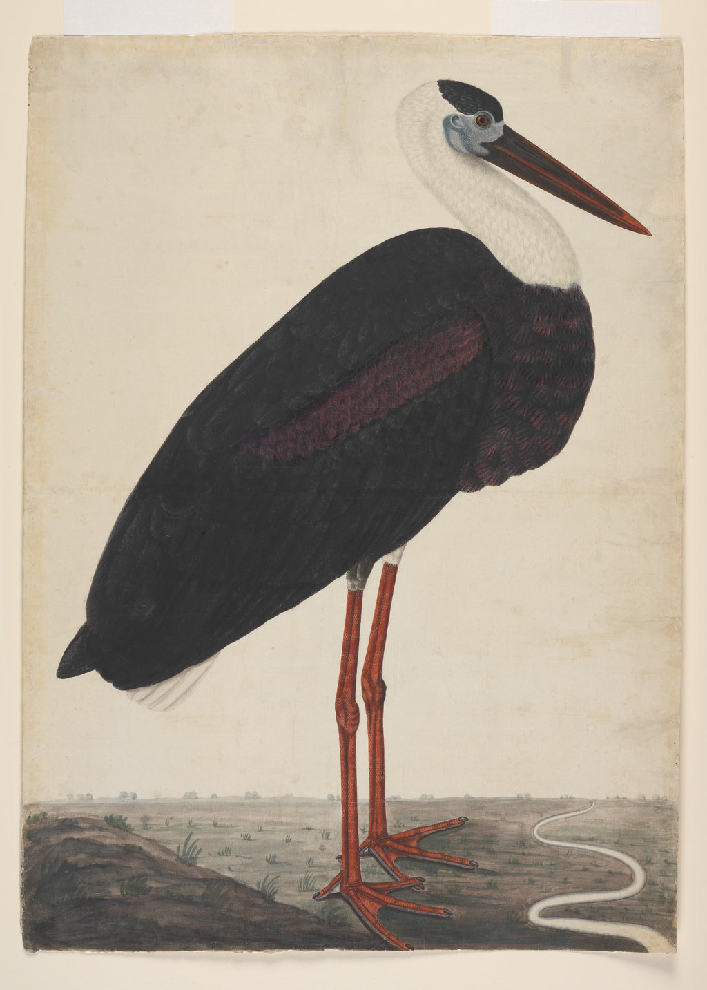 Artiste indien non identifié, Black Stork in a Landscape, ca. 1780, The Metropolitan Museum of Art, New York