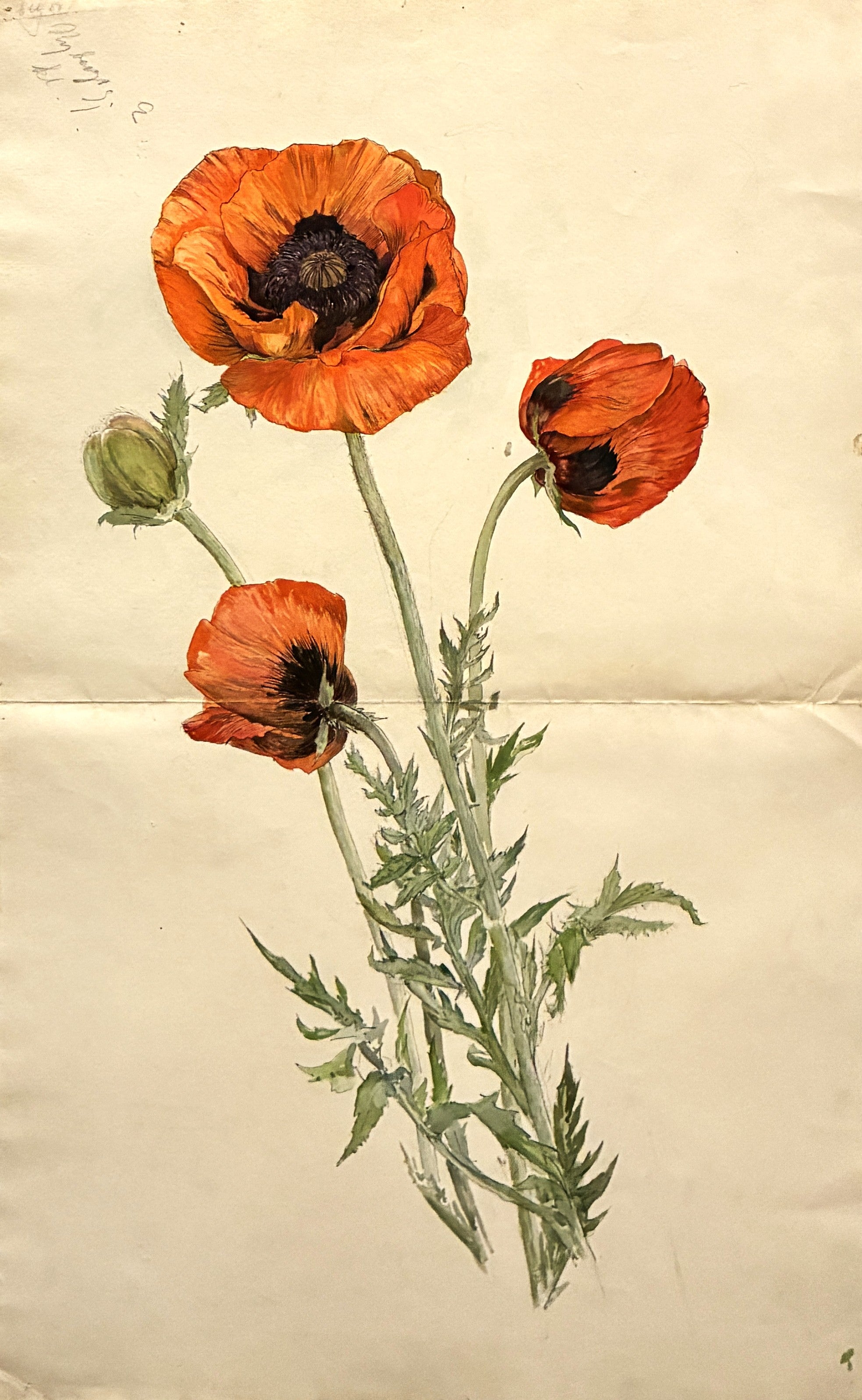 Poppy - Hilma af Klint