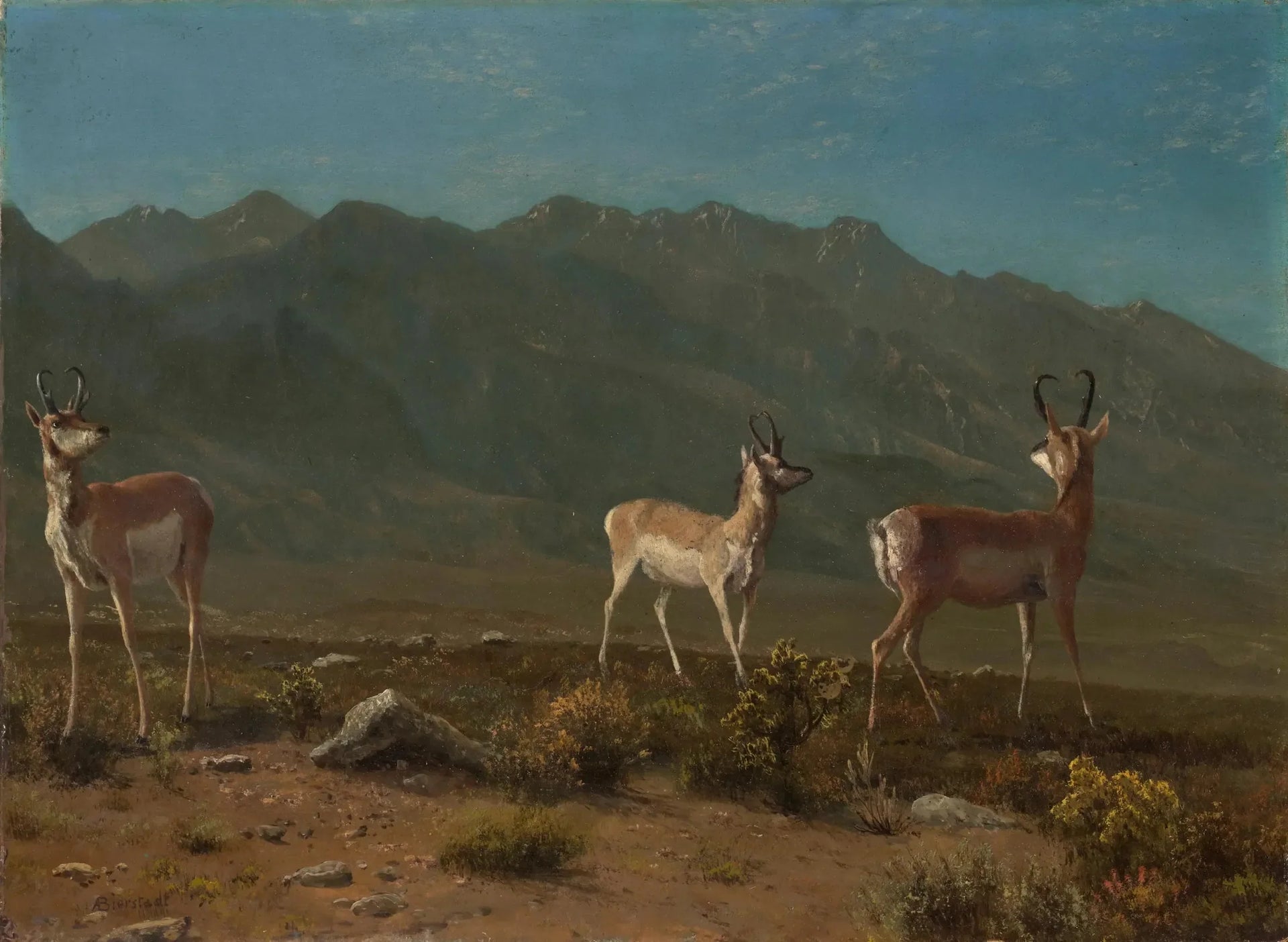 Antilope (Antilope de l'Arizona) - Albert Bierstadt image 1 copie peinte à la main à l’huile
