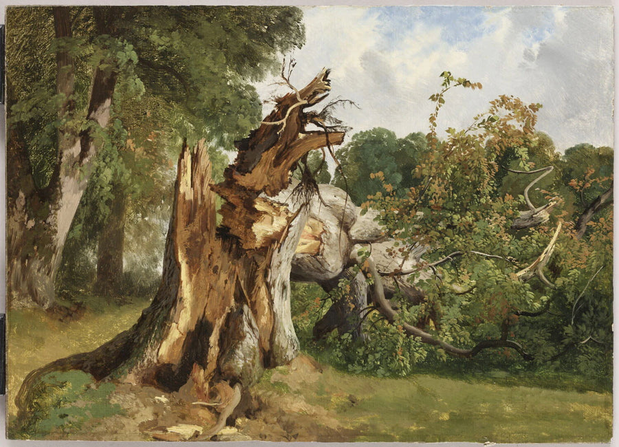 Arbre brisé au Kerket, près de Meyringen (Oberland bernois) - Alexandre Calame