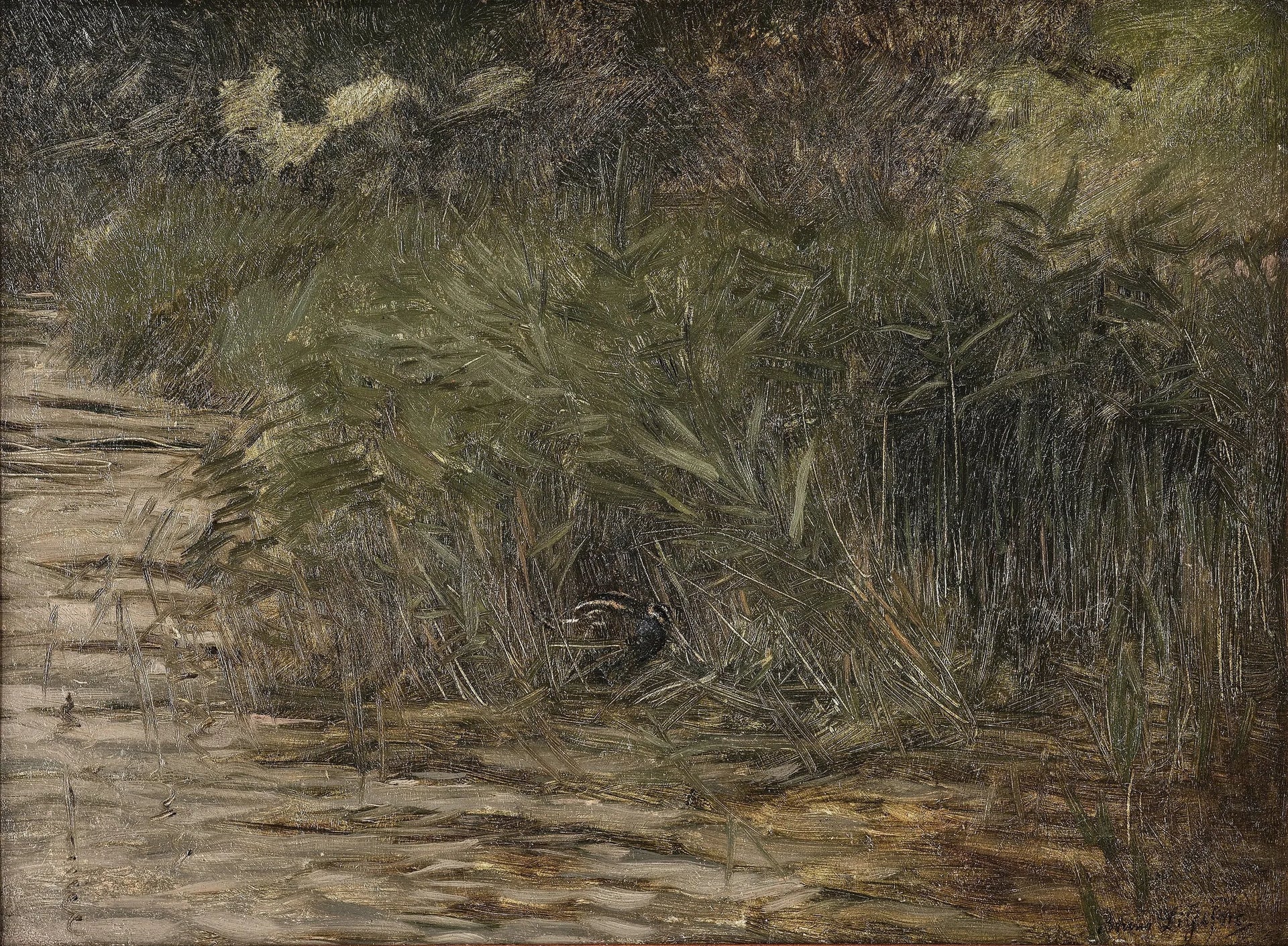 Bécassine dans les roseaux - Bruno Liljefors image 1 reproduction réalisée par Alpha Reproduction