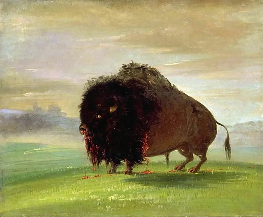 Bison blessé, répandant son sang sur les prairies - George Catlin image 1 copie de tableau peinte à la main