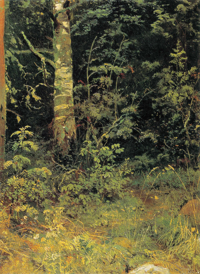 Bouleau et sorbier - Ivan Chichkine