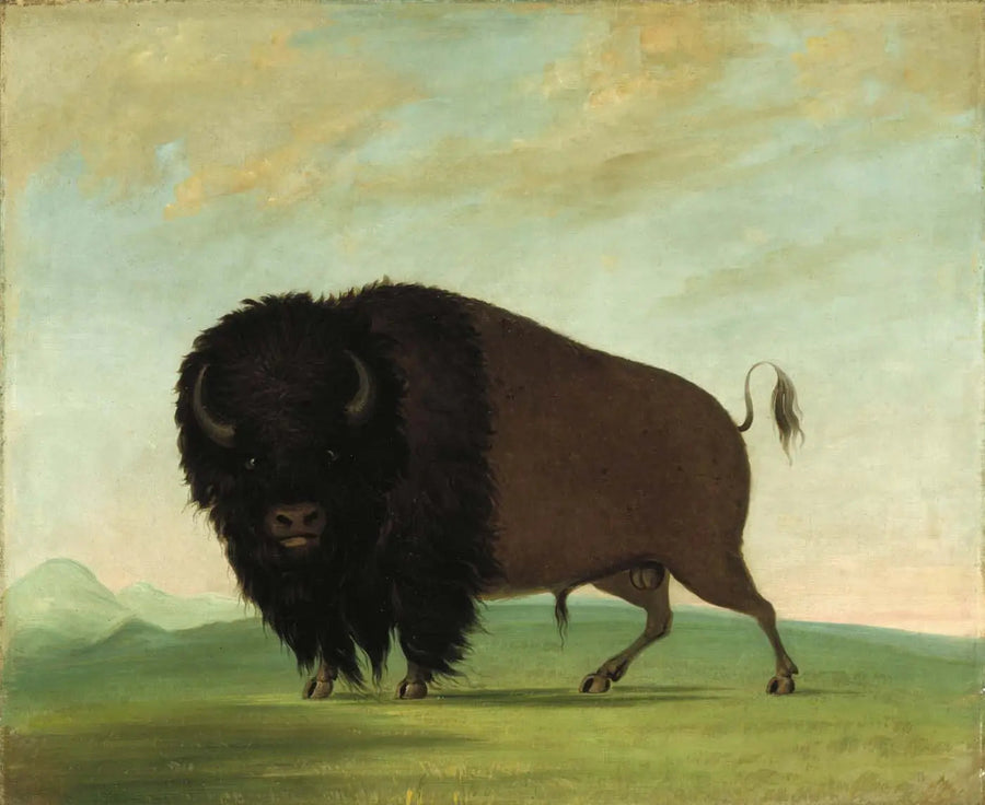 Buffle mâle broutant dans la prairie - George Catlin
