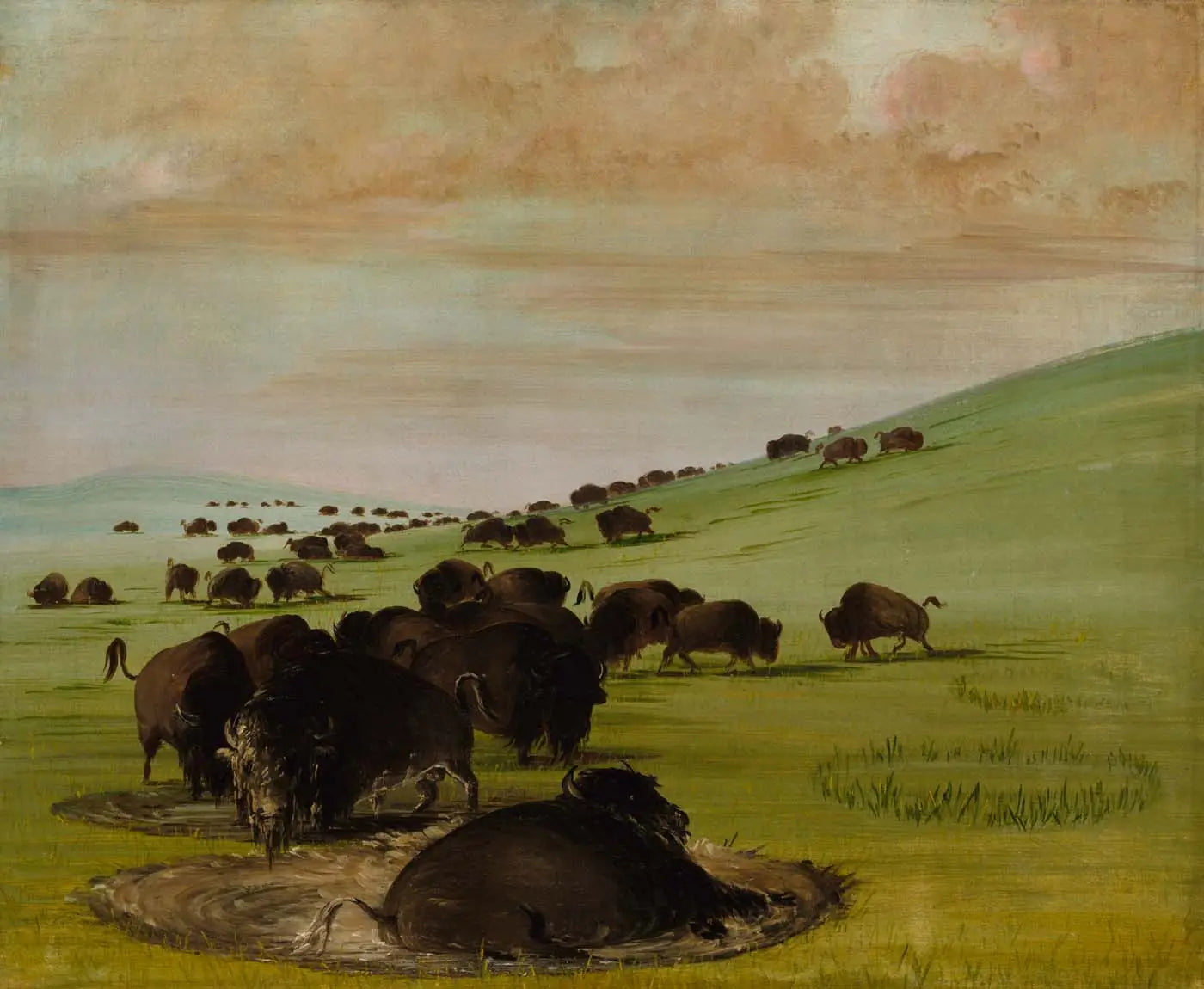 Buffles mâles dans un bourbier - George Catlin image 1 reproduction artisanale de tableau