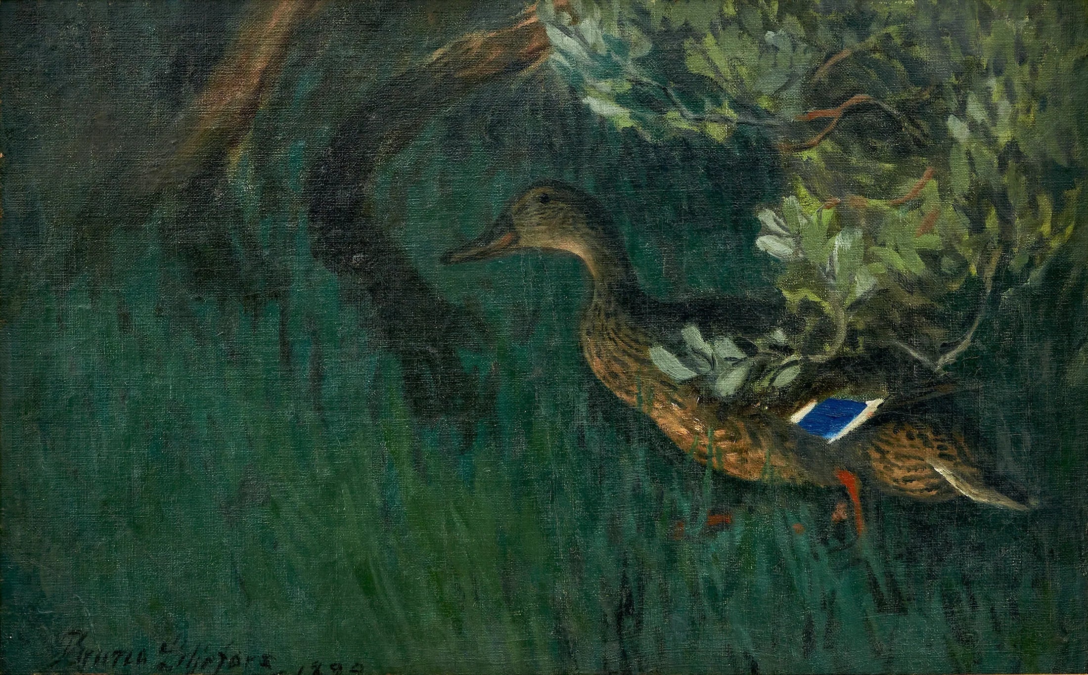 Canard colvert dans la verdure - Bruno Liljefors