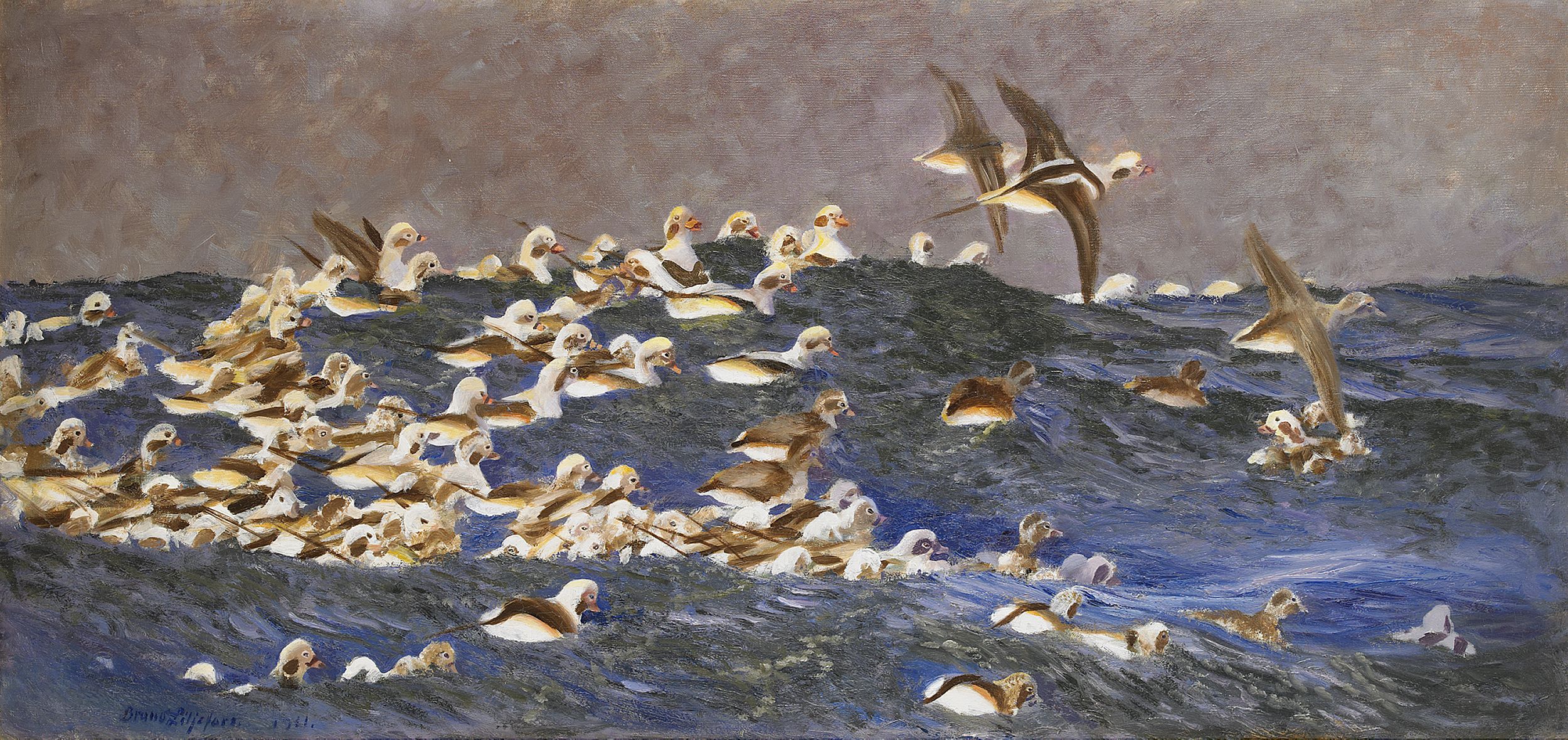Canards à longue queue dans l'archipel extérieur - Bruno Liljefors