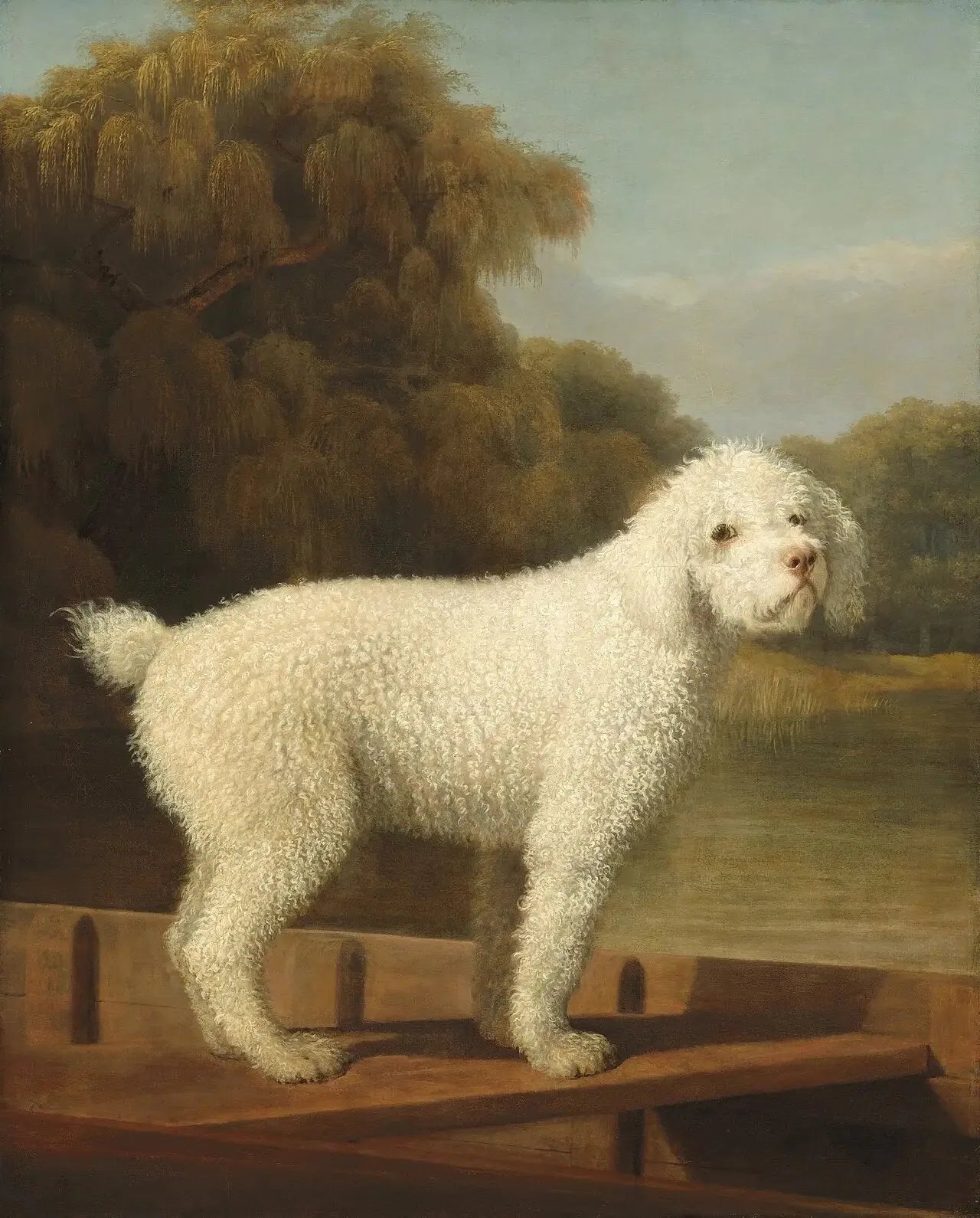 Caniche blanc dans un Punt - George Stubbs image 1 reproduction réalisée par Alpha Reproduction