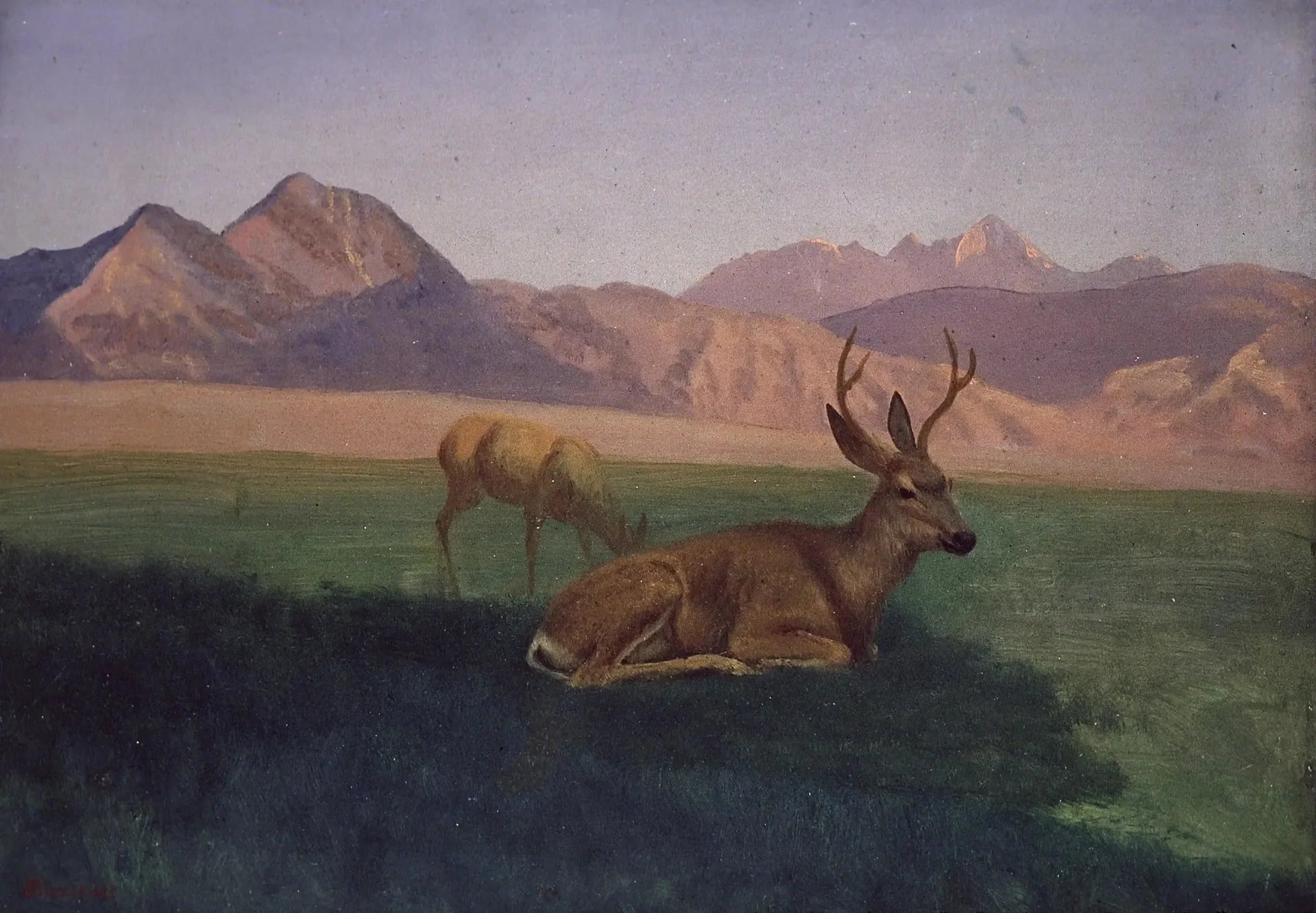 Cerf - Albert Bierstadt image 1 reproduction de peinture à l’huile