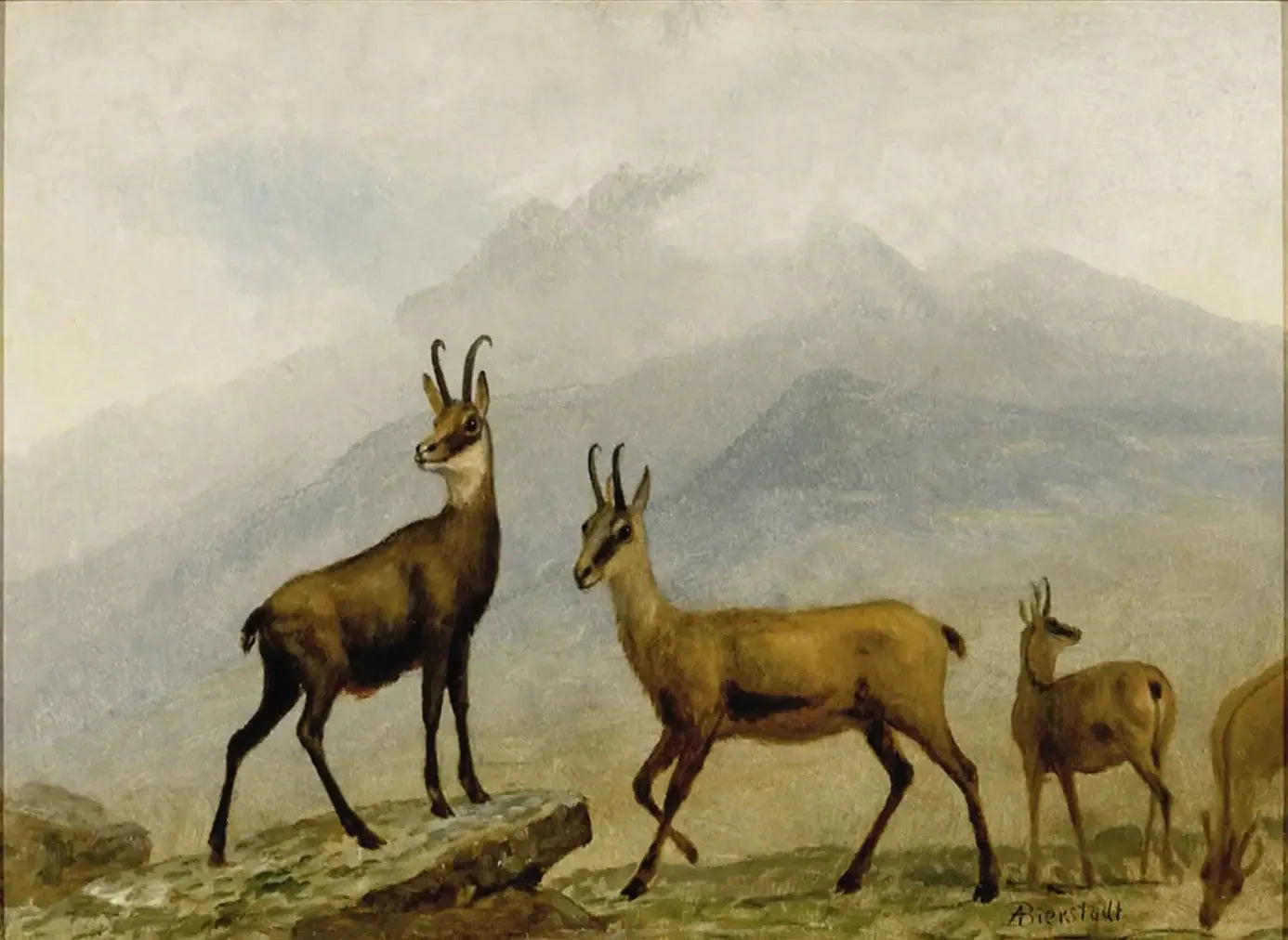 Chamois - Albert Bierstadt image 1 reproduction artisanale de tableau