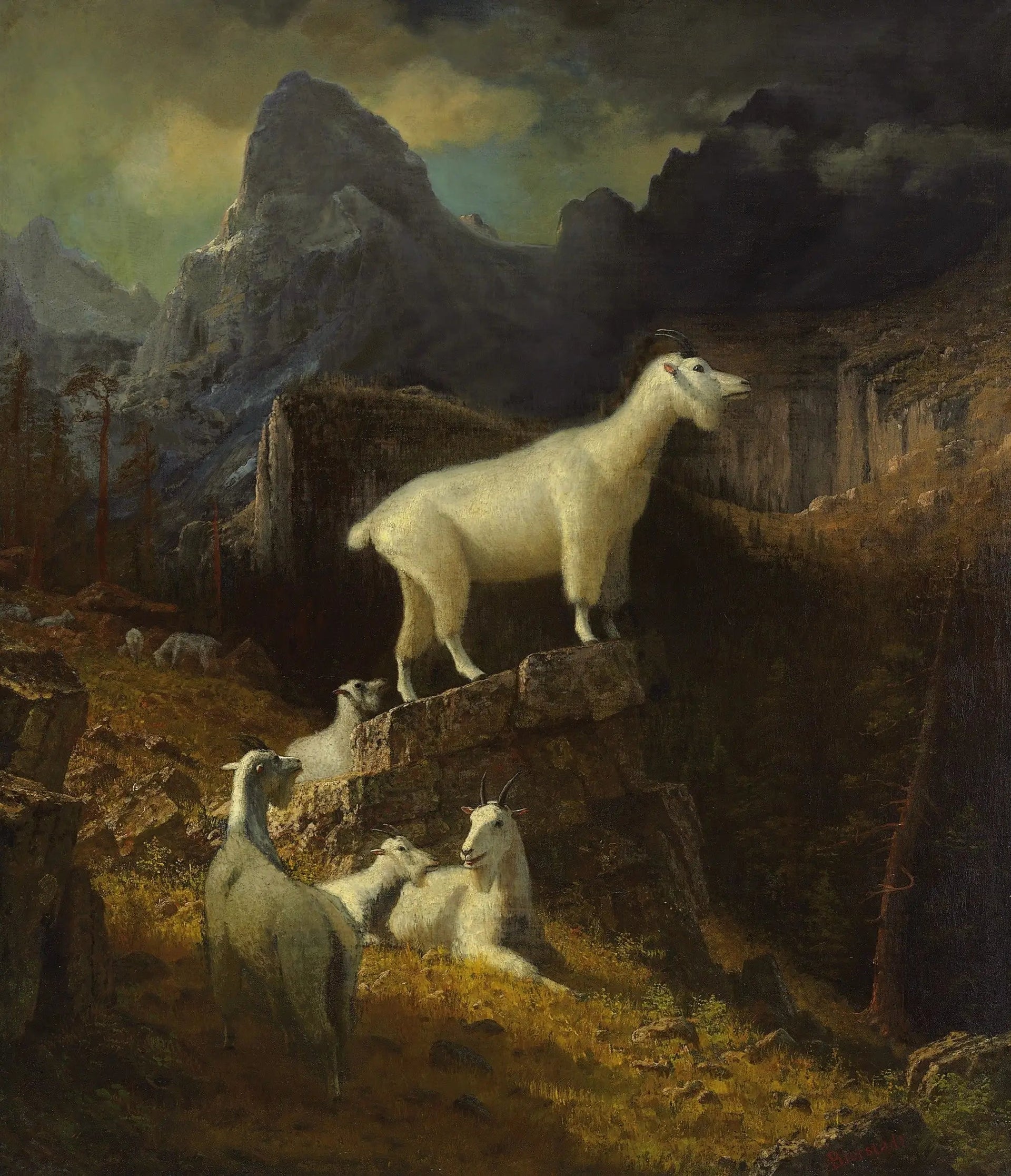 Chèvres des montagnes Rocheuses - Albert Bierstadt image 1 reproduction artisanale de tableau