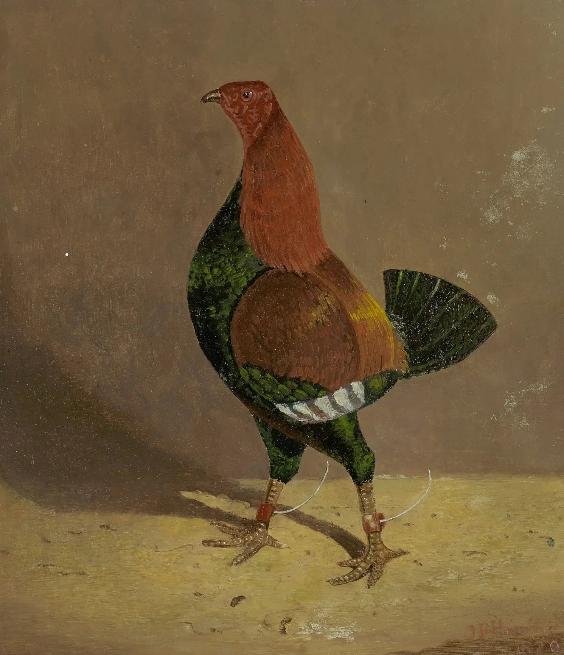 Coqs de combat : un coq de combat à poitrine foncée, tourné vers la gauche - John Frederick Herring, Sr. image 1 tableau peint à l’huile sur toile