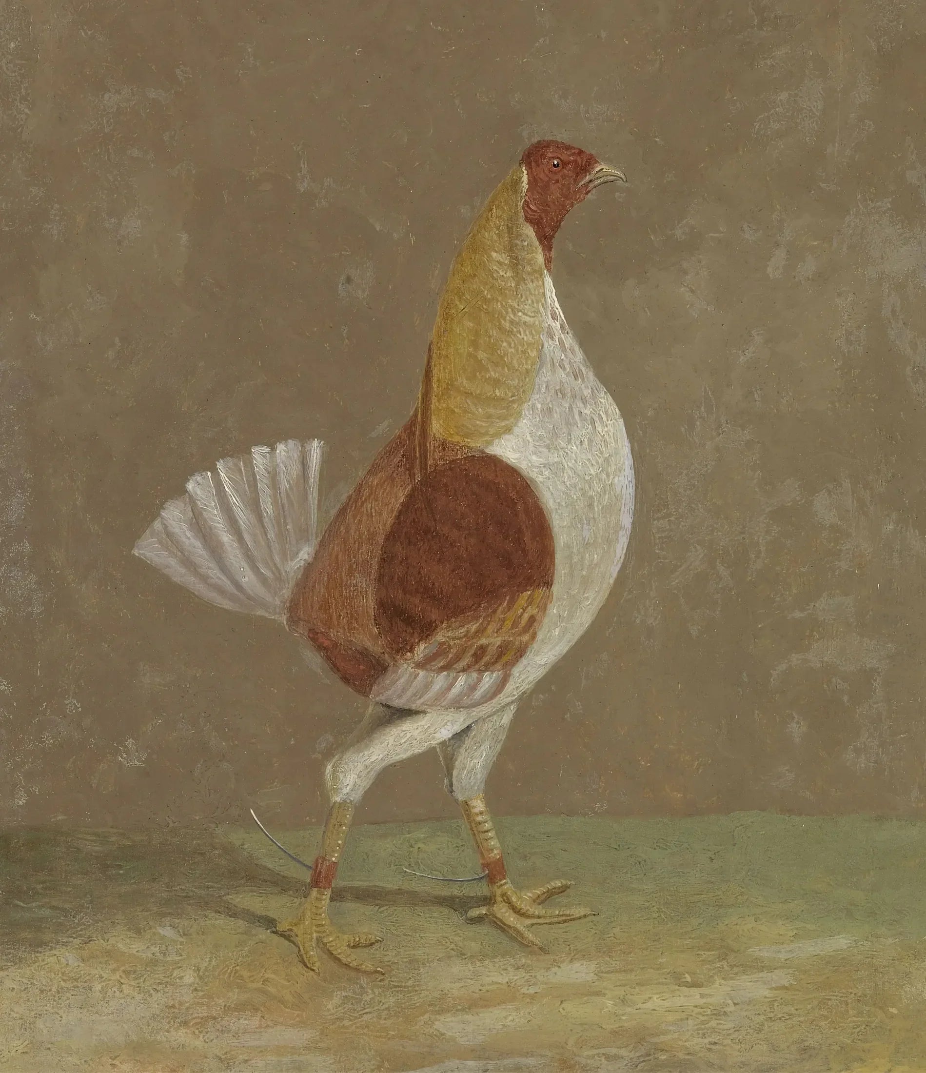 Coqs de combat : un coq de combat à poitrine pâle, tourné vers la droite - John Frederick Herring, Sr. image 1 copie de tableau peinte à la main