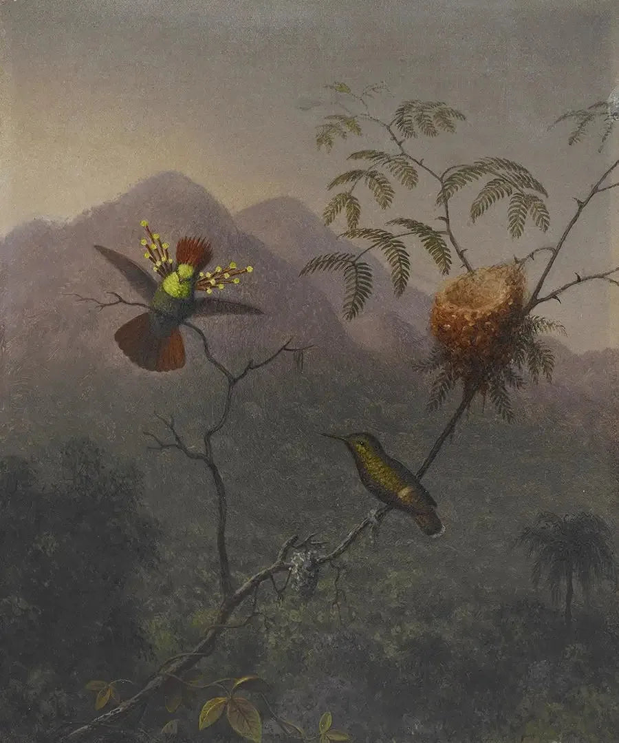 Coquette touffue - Martin Johnson Heade image 1 copie peinte à la main à l’huile