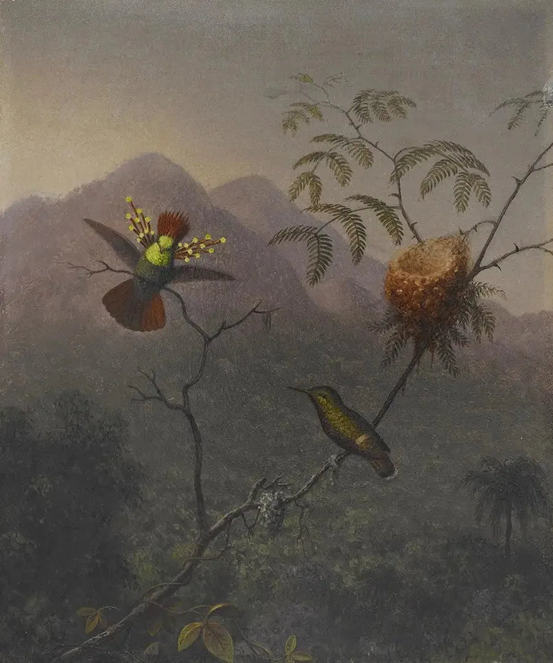 Coquette touffue - Martin Johnson Heade