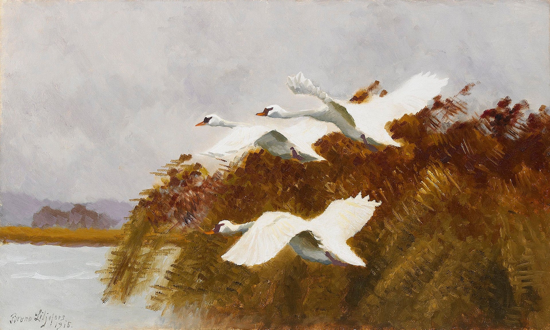 cygnes étirés - Bruno Liljefors image 1 reproduction réalisée par Alpha Reproduction