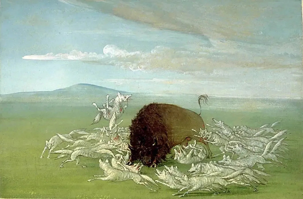 Des loups blancs attaquent un bison mâle - George Catlin image 1 copie peinte à la main à l’huile