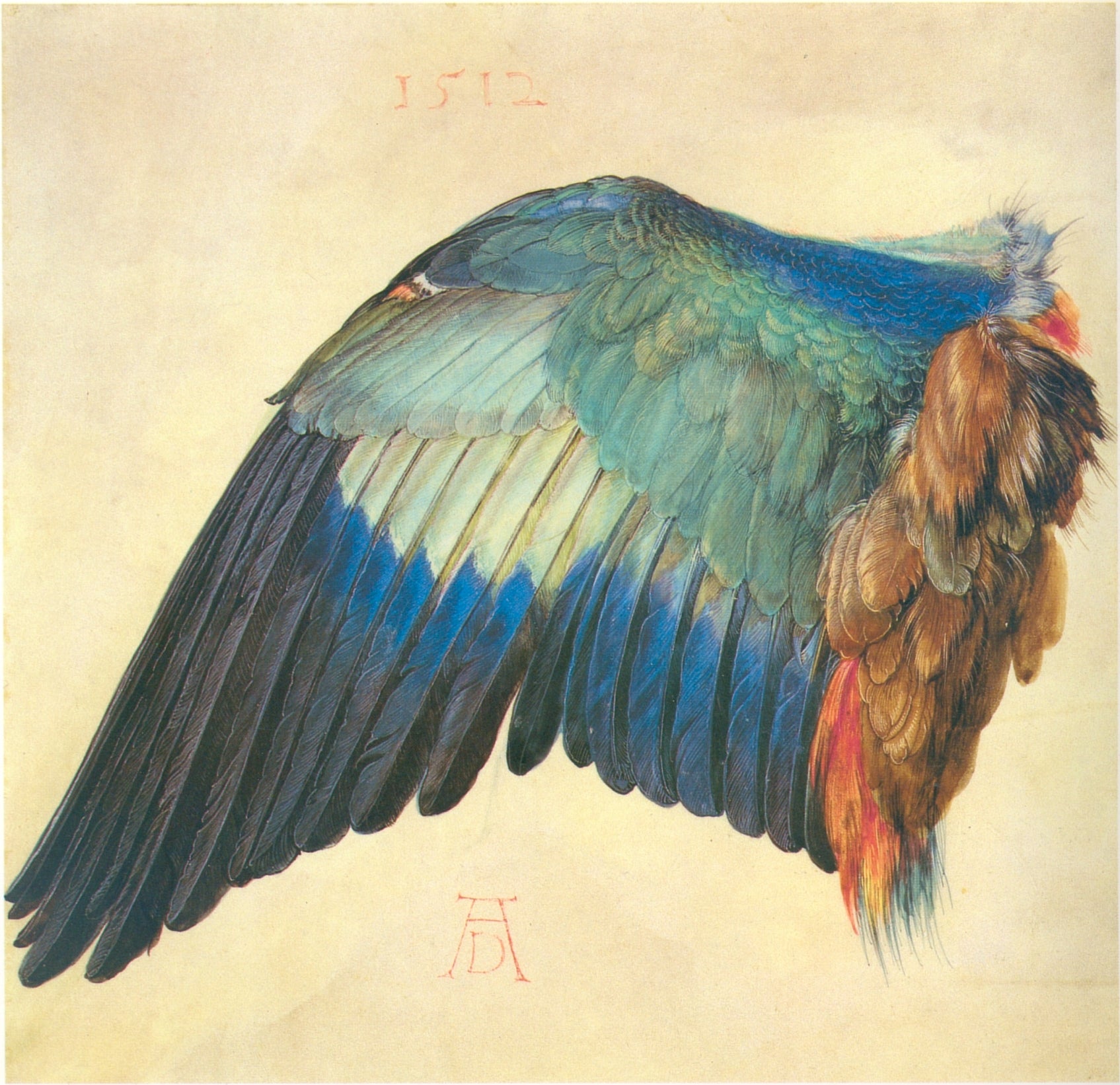 L’Aile de rollier bleu - Albrecht Dürer