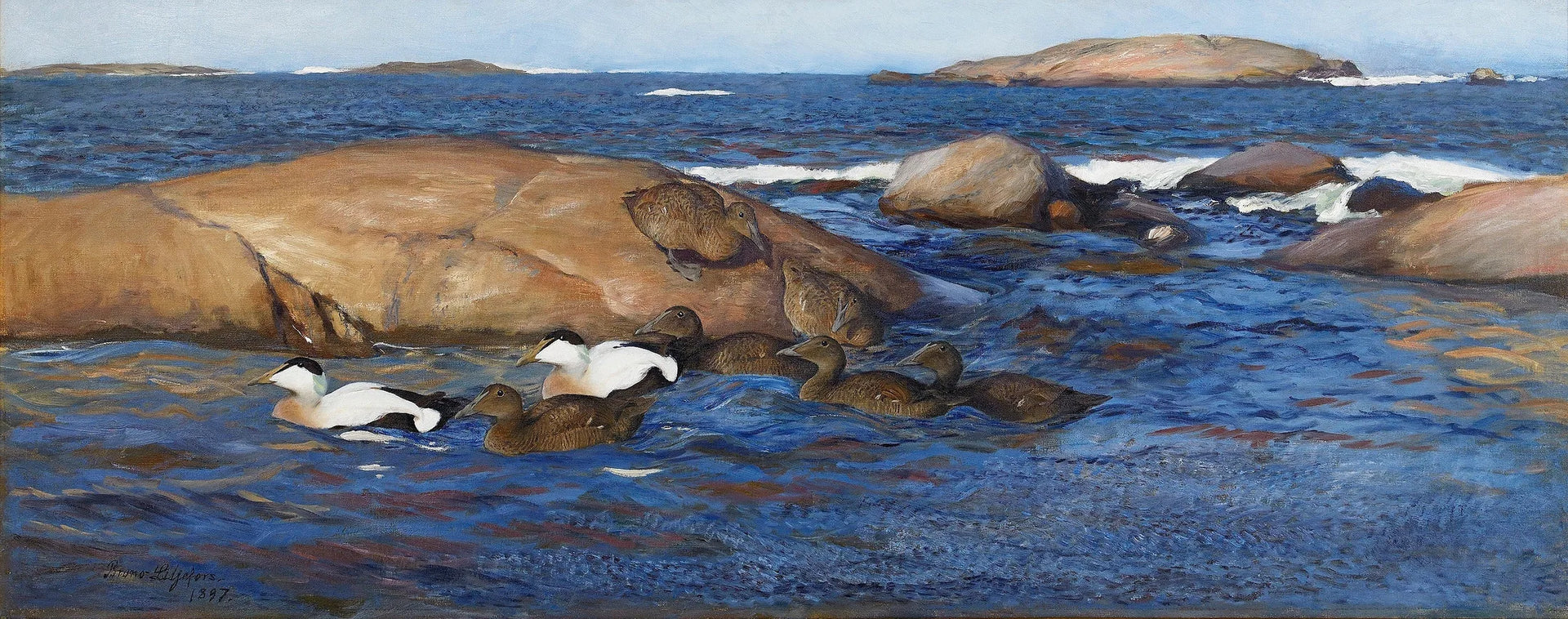 Eiders à duvet sur îlots rocheux - Bruno Liljefors image 1 reproduction d’œuvre d’art à l’huile