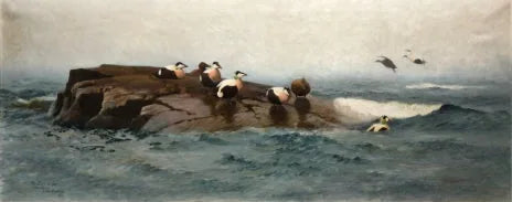 Eiders sur l'îlot - Bruno Liljefors image 1 reproduction d’œuvre d’art à l’huile