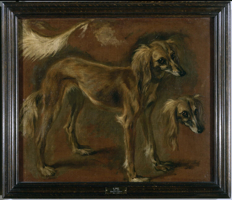 Étude d'un « chien de Barbarie » - Pieter Boel