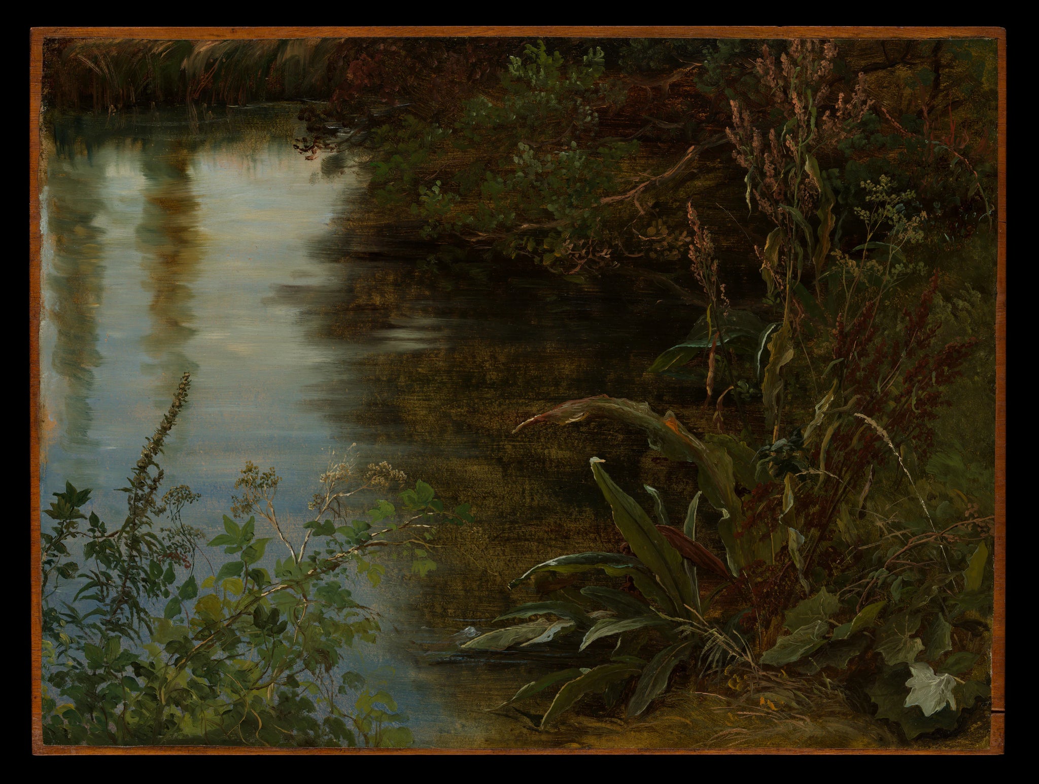 Etude de l'eau et des plantes - Thomas Fearnley