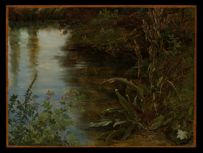 Etude de l'eau et des plantes - Thomas Fearnley