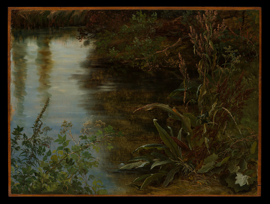 Etude de l'eau et des plantes - Thomas Fearnley