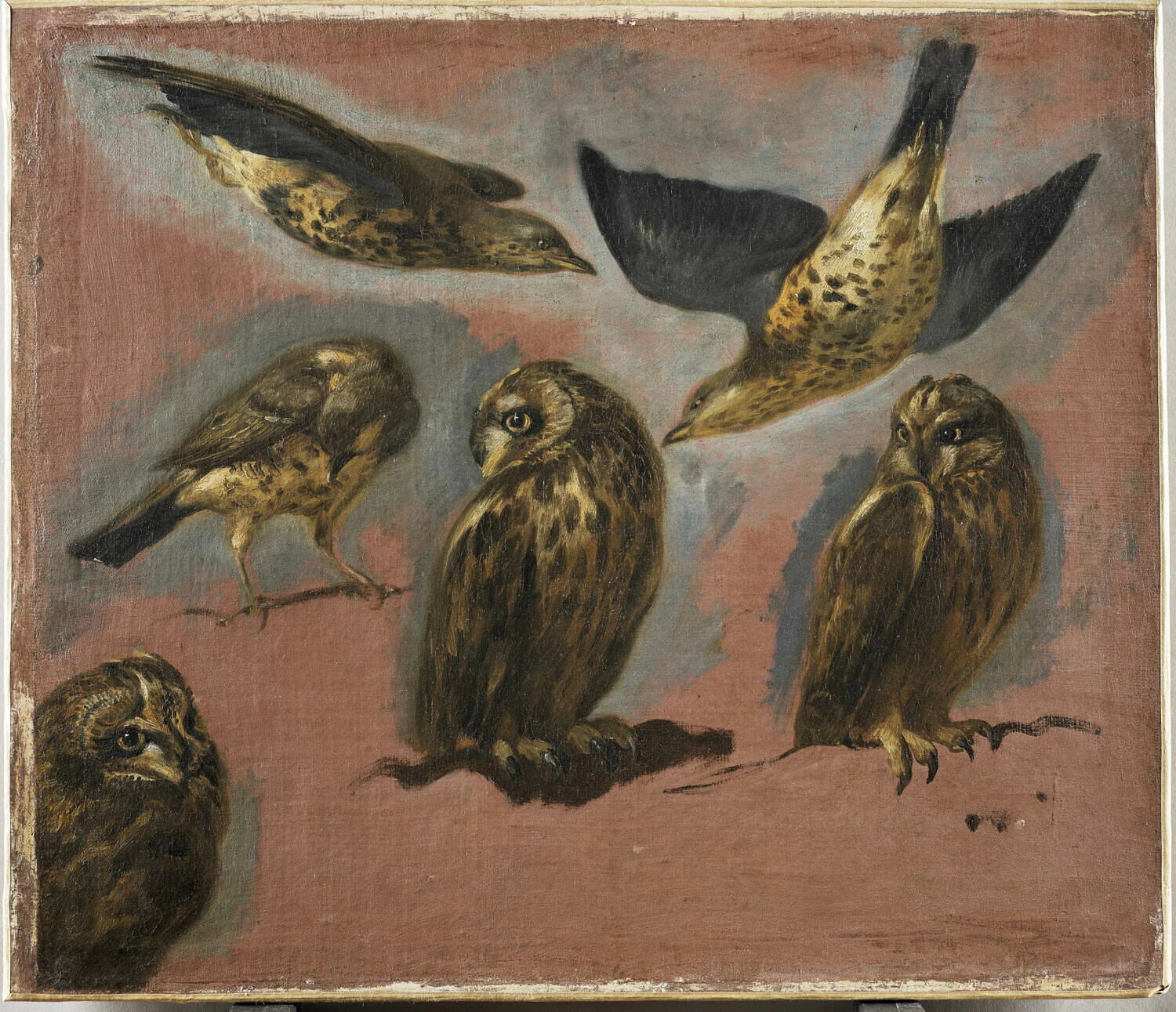 Étude d'une grive litorne et d'un hibou petit-duc - Pieter Boel
