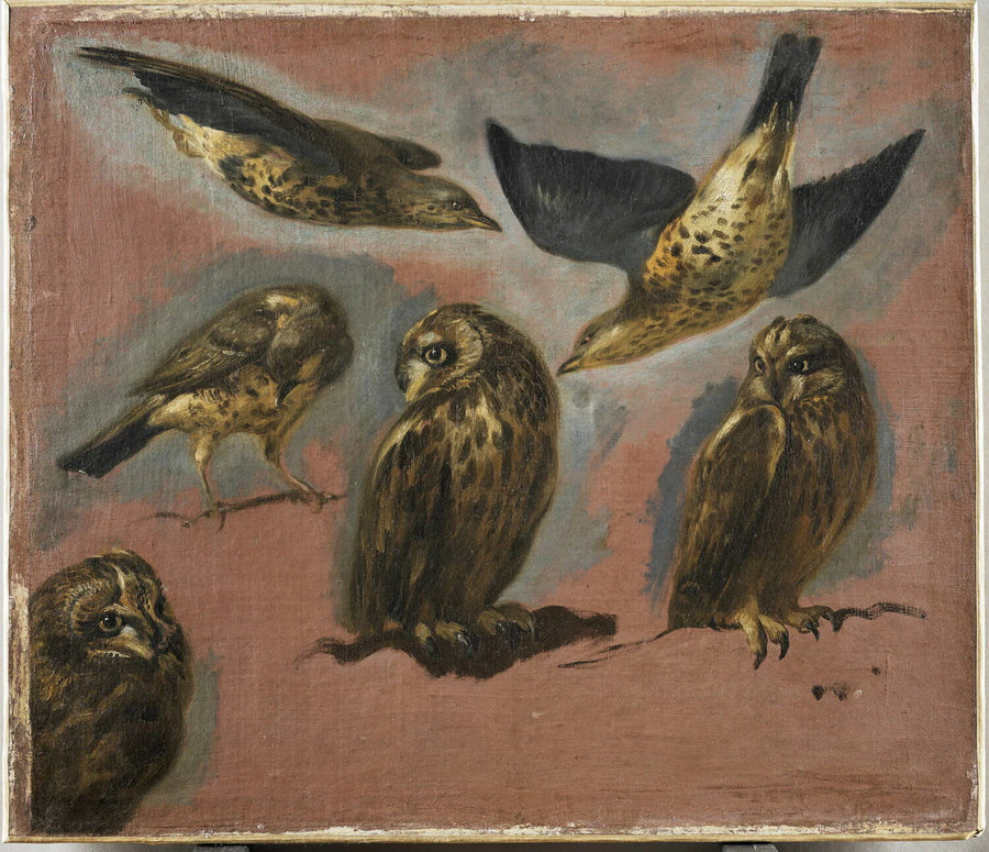 Étude d'une grive litorne et d'un hibou petit-duc - Pieter Boel