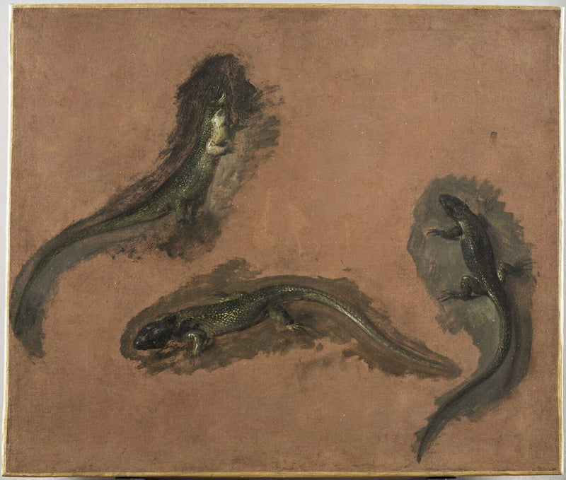 Étude triple d'un lézard vert - Pieter Boel