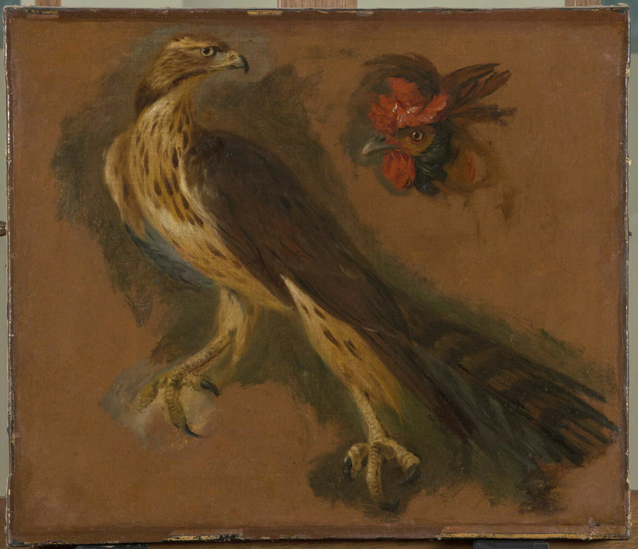 Études d'un autour des palombes et d'une tête de coq - Pieter Boel