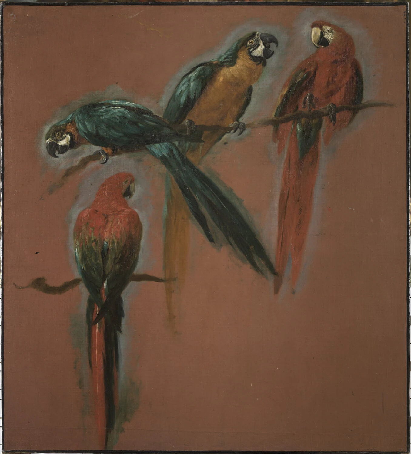 Études de deux perroquets aras - Pieter Boel