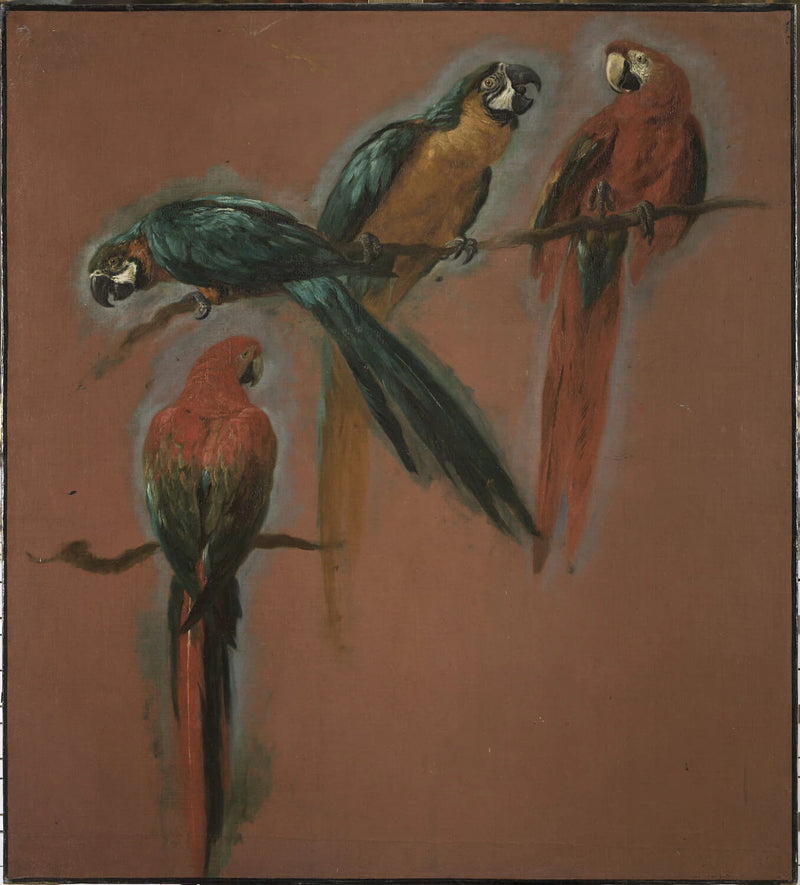 Études de deux perroquets aras - Pieter Boel