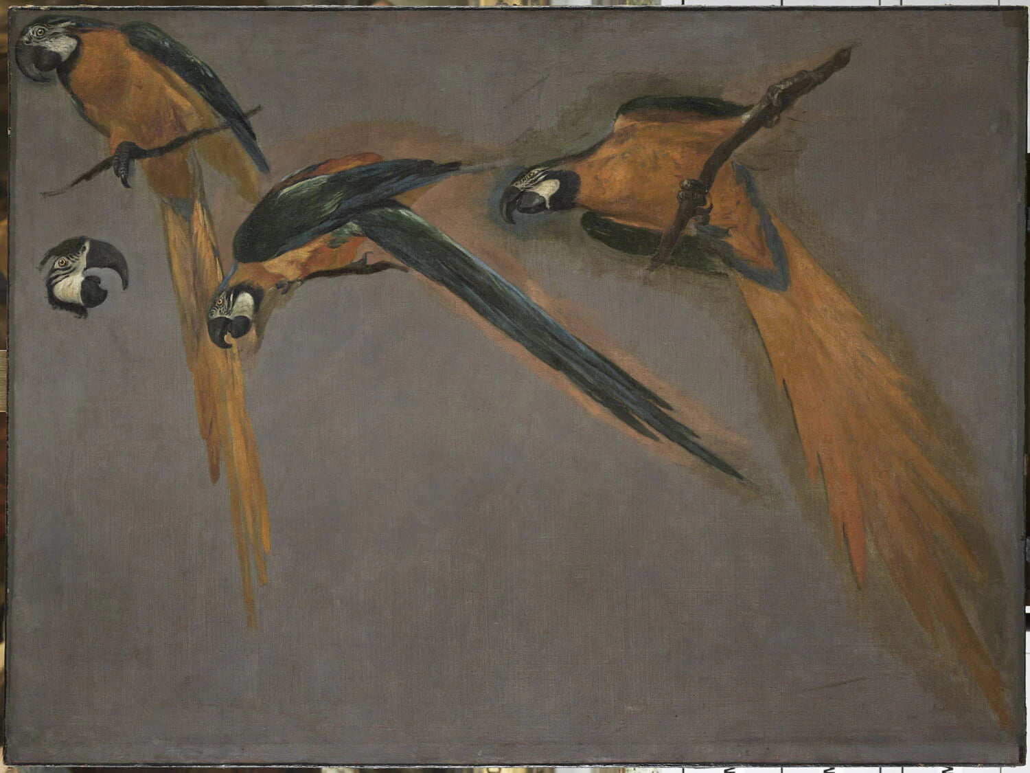 Études d'un perroquet ara - Pieter Boel