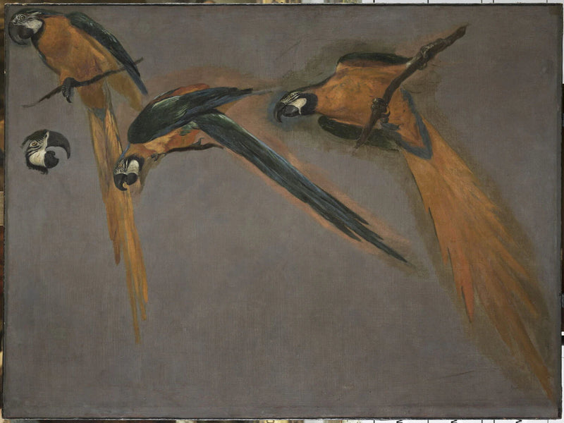 Études d'un perroquet ara - Pieter Boel