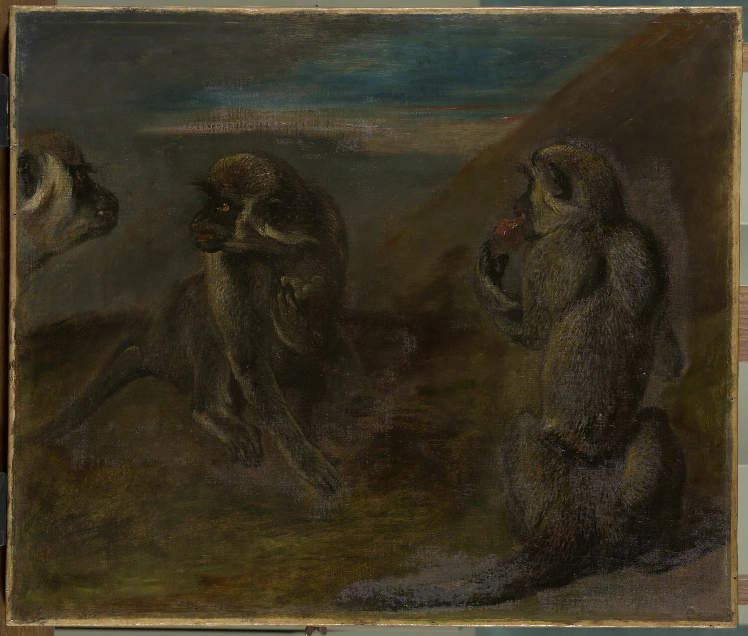 Études d'un singe - Pieter Boel