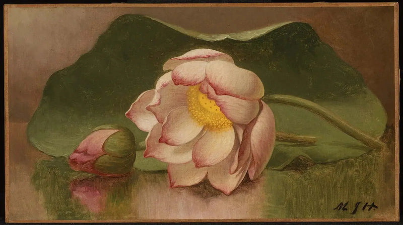 Fleur de lotus - Martin Johnson Heade