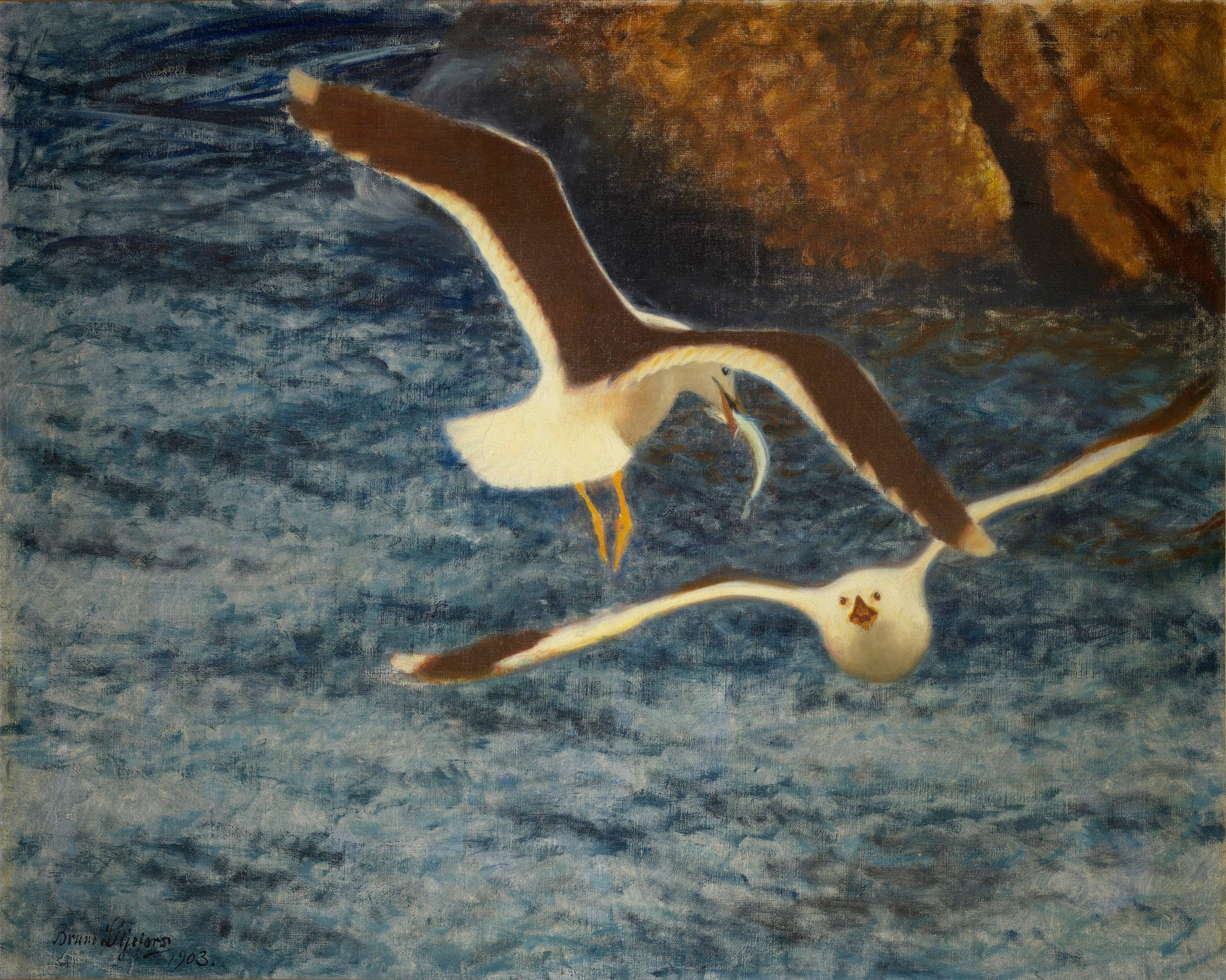 Goélands bruns en vol - Bruno Liljefors image 1 reproduction réalisée par Alpha Reproduction
