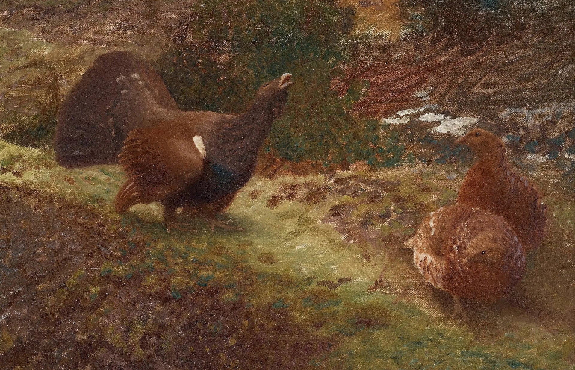 Grand tétras occidental en lekking - Bruno Liljefors image 1 reproduction de peinture à l’huile
