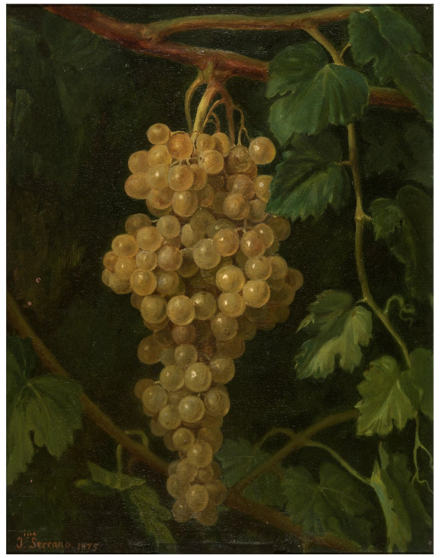 une grappe de raisin - Joaquina Serrano y Bartolomé