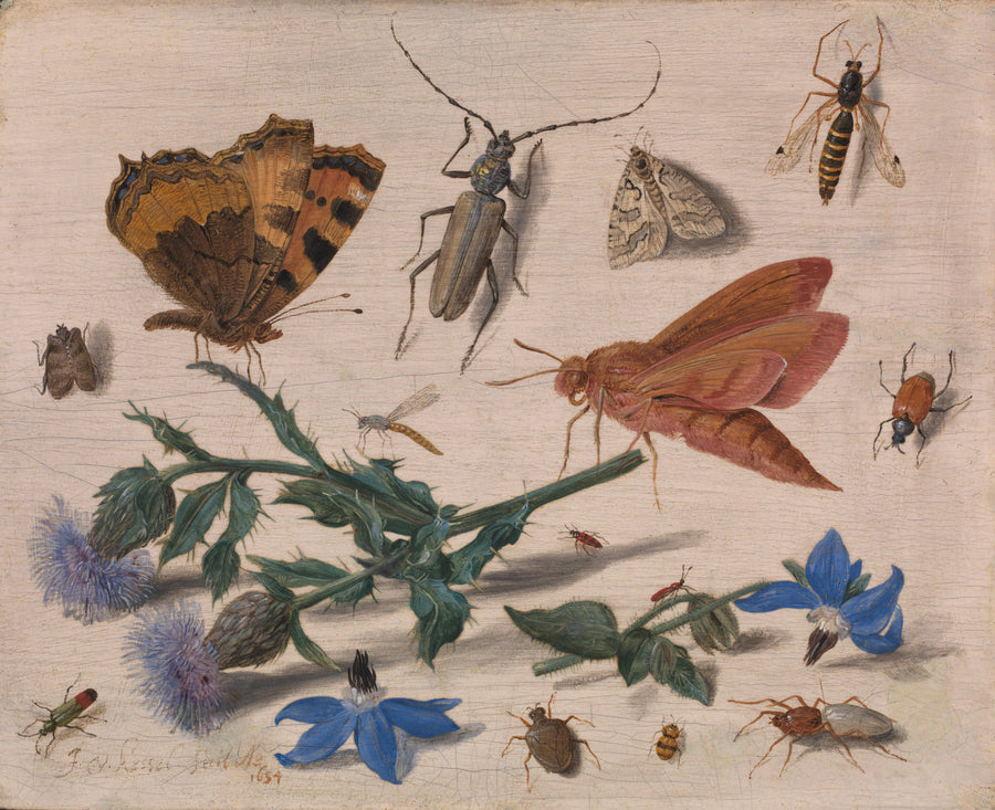 Insectes au chardon rampant et à la bourrache - Jan van Kessel