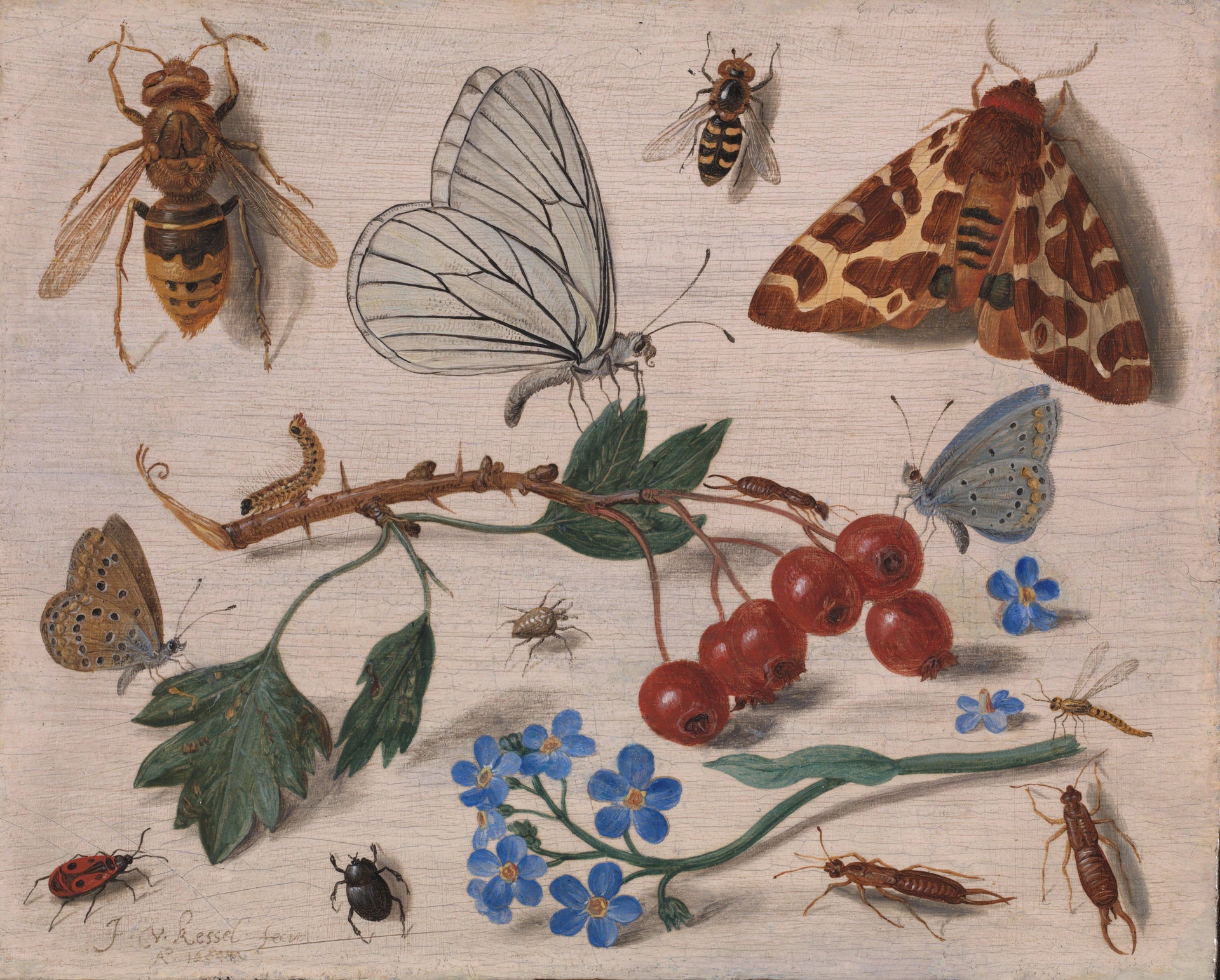 Insectes à aubépine commune et à myosotis - Jan van Kessel