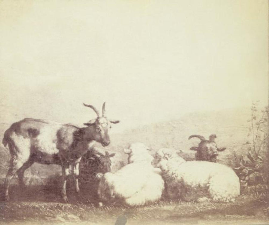 Paysage avec moutons et chèvres - Karel Dujardin