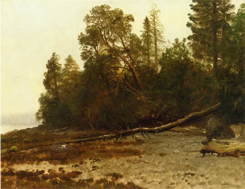 L'arbre tombé - Albert Bierstadt