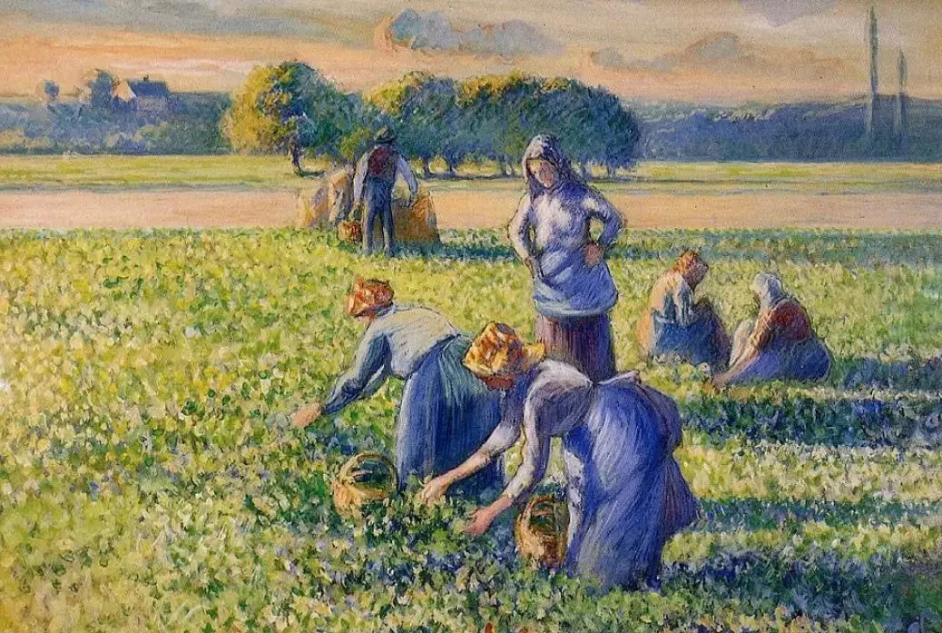 La Cueillette des pois - Camille Pissarro image 1 copie peinte à la main à l’huile
