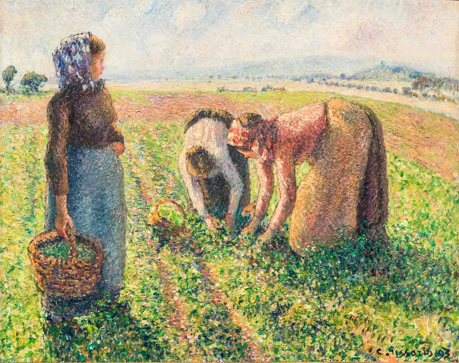 La cueillette des pois, Éragny - Camille Pissarro