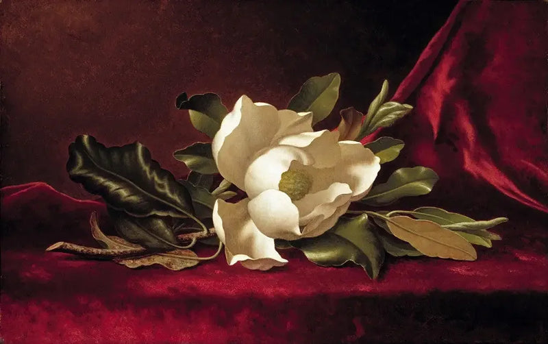 La fleur de magnolia - Martin Johnson Heade